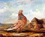Fancy Canvas Paintings - A Fancy Pigeon